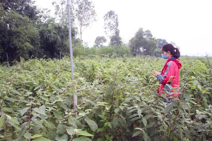 Diện tích cây dược liệu tại huyện Cam Lộ (Quảng Trị). Ảnh: Hồ Cầu - TTXVN 