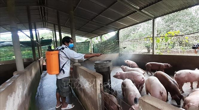 Người chăn nuôi tại huyện Xuyên Mộc phun khử khuẩn chuồng trại để phòng, chống dịch bệnh cho lợn nuôi. Ảnh: Hoàng Nhị - TTXVN 