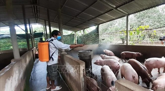 Người chăn nuôi tại huyện Xuyên Mộc phun khử khuẩn chuồng trại để phòng, chống dịch bệnh cho lợn nuôi. Ảnh: Hoàng Nhị - TTXVN 