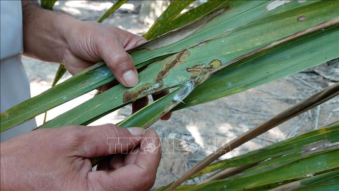 Sâu nhả tơ, làm kén khép trong hai mép lá dừa rất khó phát hiện. Ảnh: Trần Thị Thu Hiền – TTXVN 