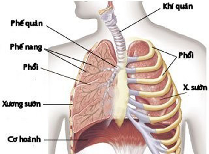 Dung tích của phổi bắt đầu giảm dần từ tuổi 20. Ảnh :camnang.paltal.vn 