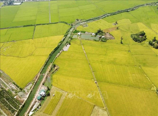 Vùng sản xuất lúa chất lượng cao, đủ điều kiện xuất khẩu vào thị trường EU . Ảnh: Vũ Sinh - TTXVN 