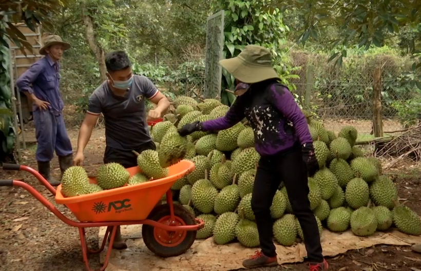 Thu hoạch sầu riêng ở huyện Krông Pắc. Nguồn : baodaklak.vn 