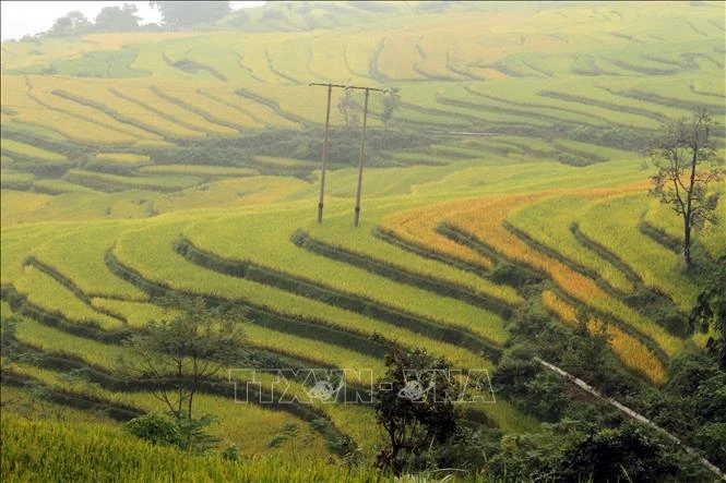 Ruộng bậc thang xã Hồng Thái, huyện Na Hang. Ảnh: Vũ Quang – TTXVN