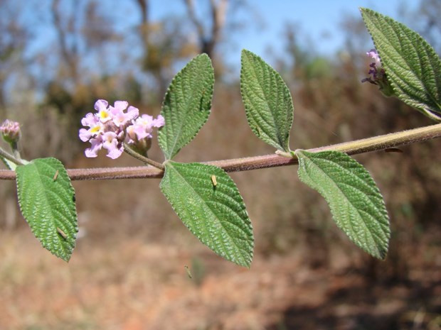 Cây Lippia alba. Ảnh: survivalgardener.com 