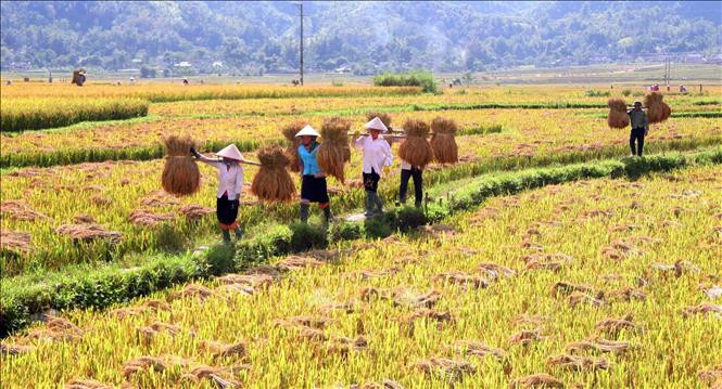Người dân thu hoạch lúa Séng cù ở xã Mường Cang, huyện Than Uyên, tỉnh Lai Châu. Ảnh: Nguyễn Oanh-TTXVN 