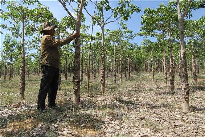 Mô hình trồng cây Trôm ở xã Phước Nam (huyện Thuận Nam, Ninh Thuận). Ảnh: Nguyễn Thành – TTXVN