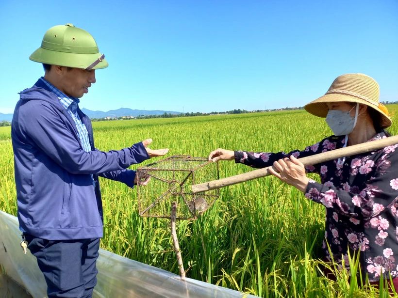 Người dân huyện Quảng Ninh giăng bạt nilon, đặt bẫy chống chuột phá hại lúa. Ảnh: Đức Thọ - TTXVN