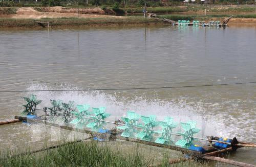 Ao nuôi tôm của hộ nông dân. Ảnh: Nguyên Lý-TTXVN