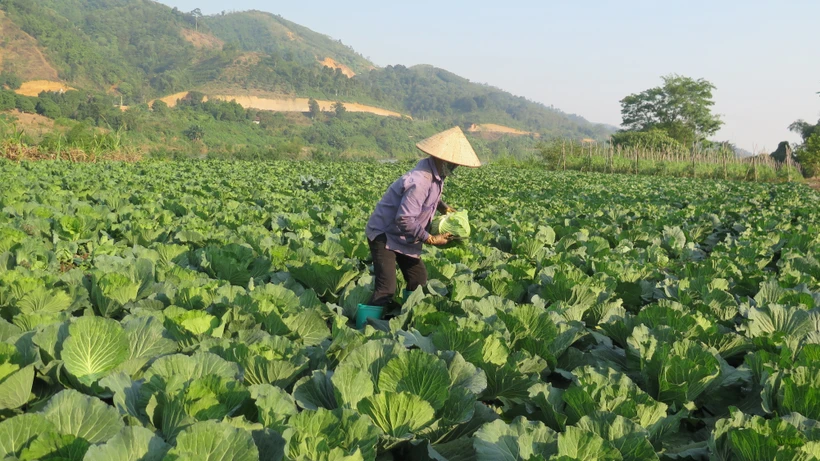 "Đôi cánh" cho phát triển nông nghiệp hàng hóa Lào Cai
