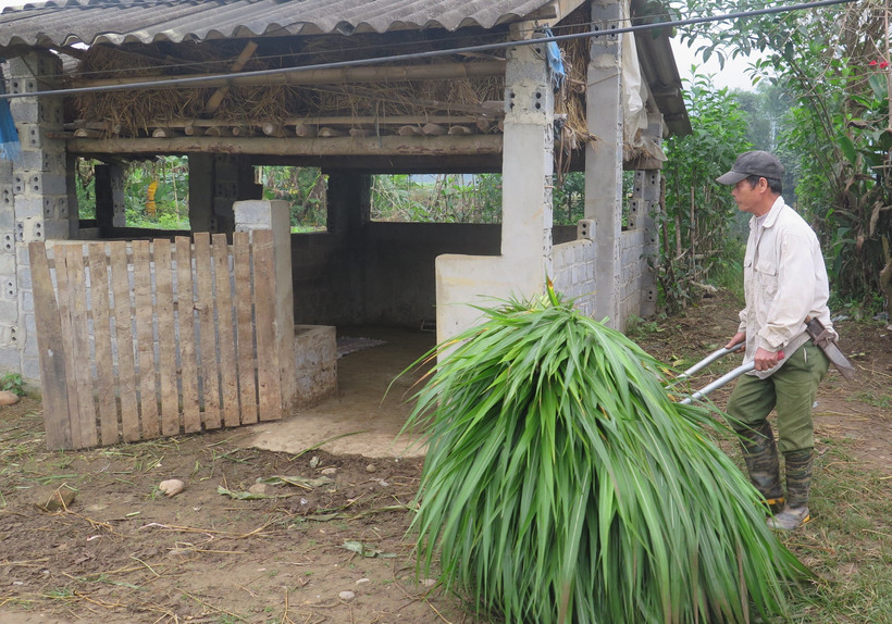 Nông dân xã Quang Kim, huyện Bát Xát (Lào Cai) chuẩn bị thức ăn cho đàn gia súc. Ảnh: Hương Thu - TTXVN