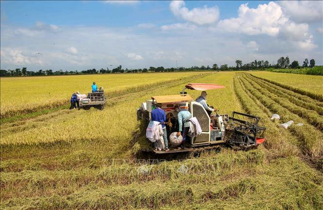 Nông dân thu hoạch lúa . Ảnh: Thanh Liêm - TTXVN
