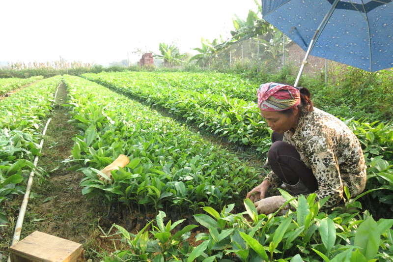 Một vườn cây giống tư nhân tại xã Cẩm Giàng sẵn sàng phục vụ cho vụ trồng rừng năm nay. Ảnh: baobackan.org.vn