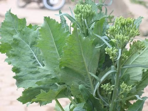 Rau ngồng cũng là một trong những loại rau đặc sản ở Sa Pa. Ảnh: giadinh.net.vn