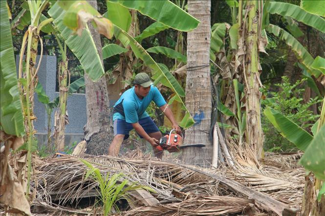 Nhà vườn xã Hữu Định (Châu Thành, Bến Tre) đốn bỏ dừa bị sâu đầu đen gây hại. Ảnh Công Trí - TTXVN
