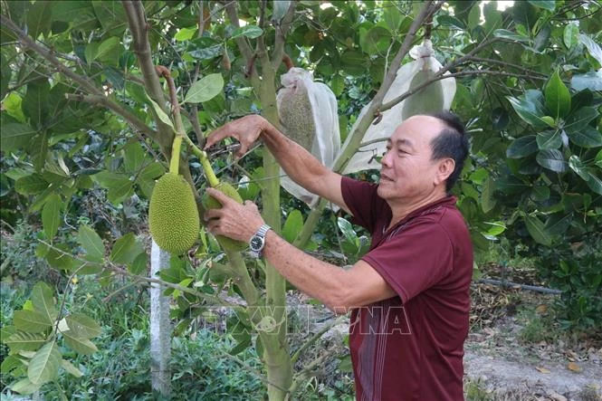Người dân ở vùng kiểm soát lũ Cai Lậy chăm sóc mít Thái siêu sớm. Ảnh: Minh Trí-TTXVN 
