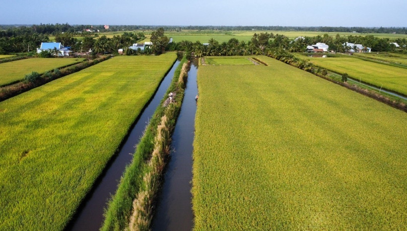 Nhờ tận dụng và đưa nước tưới về, cánh đồng vẫn đầy đủ nước dù giữa mùa khô hạn. Ảnh: Cao Nguyên – TTXVN 