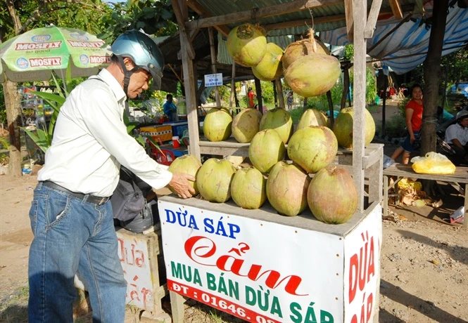 Dừa sáp tuy giá cao gấp cả chục lần dừa thường nhưng vẫn hút hàng. Ảnh: nongnghiep.vn