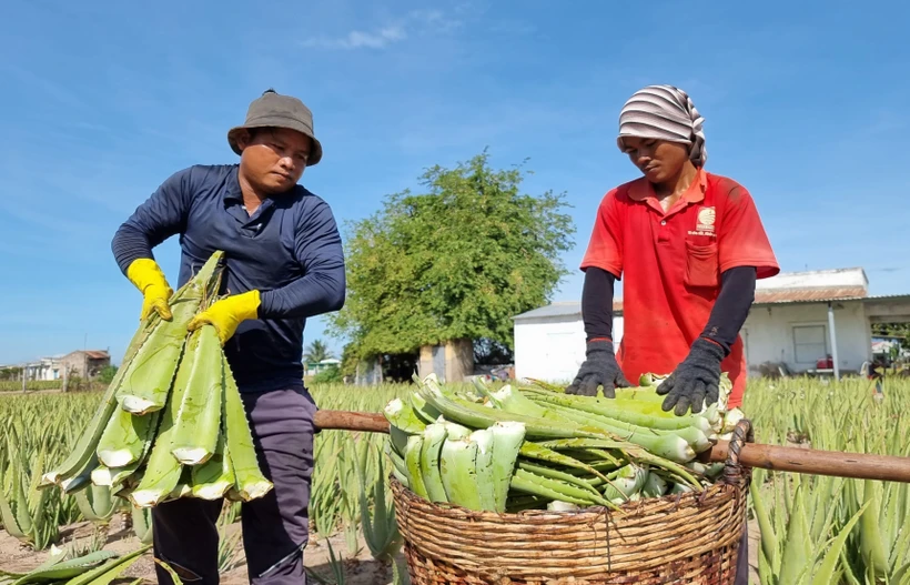 Sản phẩm bẹ nha đam chuẩn bị đưa đi tiêu thụ. Ảnh: Nguyễn Thành – TTXVN 