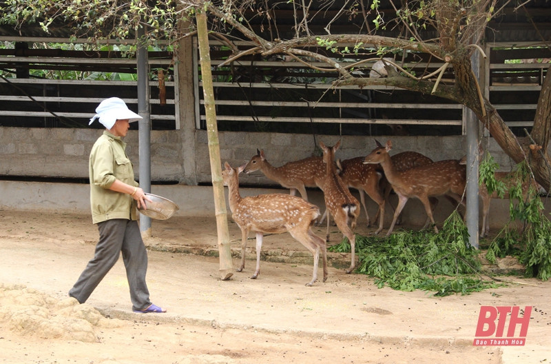 Đàn hươu của gia đình chị Hà Thị Dựa. Ảnh: baothanhhoa.vn