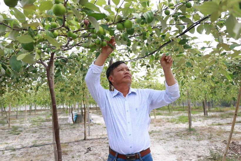 Ông Hồ Tấn Cường kiểm tra vườn táo. Ảnh: Đặng Tuấn -TTXVN 