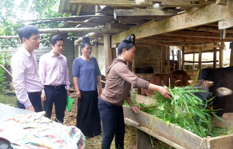 Sau khi được vay 50 triệu đồng từ nguồn vốn giải quyết việc làm, chị Lò Thị Chum (bản Noong La, xã Chiềng Ngần, thành phố Sơn La) đã mua 4 con bò để chăn nuôi nhằm phát triển kinh tế, nâng cao thu nhập cho gia đình. Ảnh: Quang Quyết-TTXVN