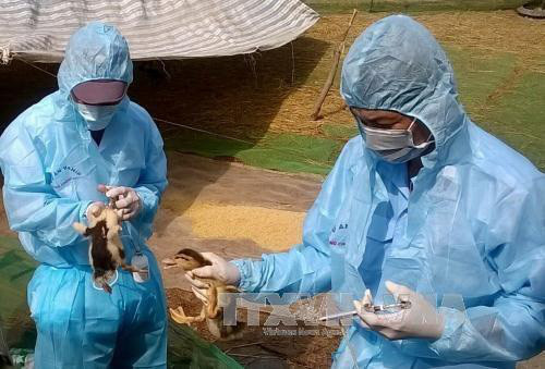 Các địa phương tổ chức tiêm vắc xin phòng bệnh cho đàn gia cầm. Ảnh : TTXVN 