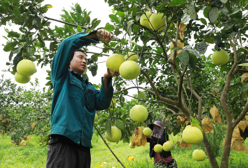 Đề xuất 4 giải pháp nâng cao hiệu quả Quỹ Hỗ trợ phát triển hợp tác xã