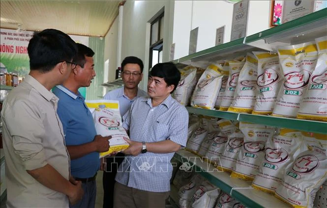 Gạo Phú Thiện ngày càng khẳng định vị thế trên thị thường thông qua kênh sản xuất, chế biến từ Hợp tác xã nông nghiệp Chư A Thai. Ảnh: Hồng Điệp - TTXVN