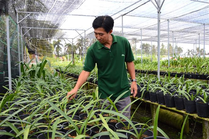 Anh Nguyễn Đức Thọ chăm sóc lan huệ. Ảnh: Nhựt An - TTXVN 