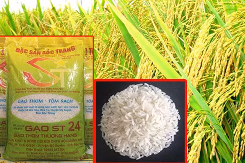 Gạo ST24 của Sóc Trăng được công nhận là gạo ngon nhất thế giới năm 2019. Ảnh : thoibaotaichinhvietnam.vn