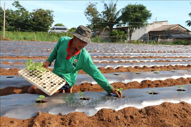 Nông dân xã Mỹ Long Nam, huyện Cầu Ngang xuống giống mướp đắng vụ Hè Thu. Ảnh: Thanh Hòa - TTXVN 
