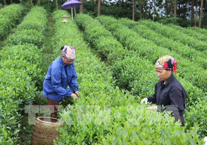 Tiếp tục đổi mới, phát triển và nâng cao hiệu quả kinh tế tập thể 