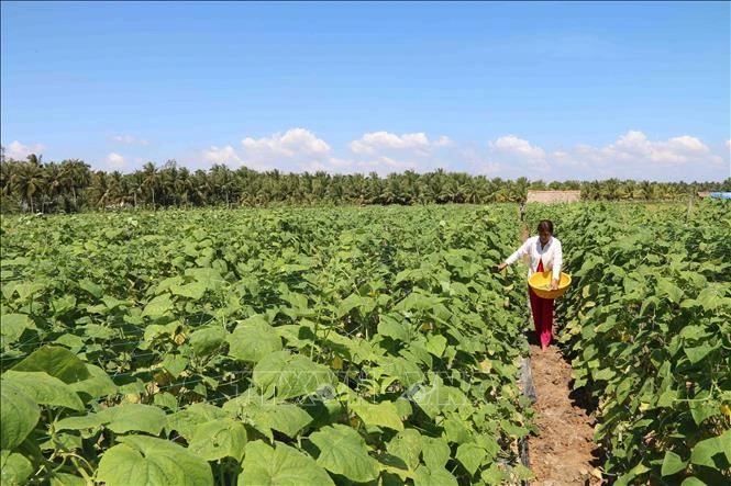 Nông dân huyện Châu Thành chuyển đổi từ trồng lúa kém hiểu quả sang trồng dưa chuột. Ảnh: Thanh Hòa - TTXVN