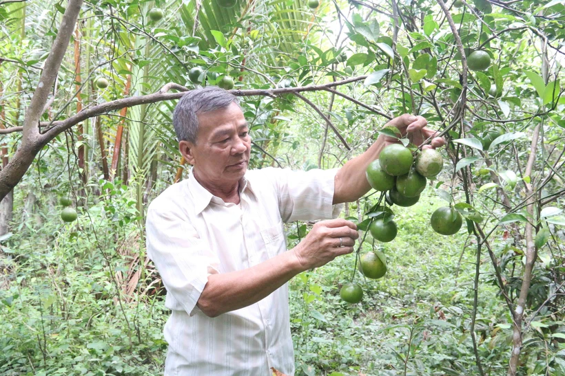 Ông Nguyễn Văn Chừa, thành viên Hợp tác xã Quýt đường Thuận Phú, chăm sóc vườn quýt đường. Ảnh: Thanh Hòa- TTXVN