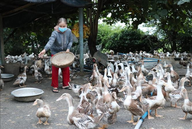 Mô hình nuôi vịt biển an toàn sin học tại xã Hòa Thắng, huyện Phú Hòa, Phú Yên. Ảnh: Phạm Cường - TTXVN 