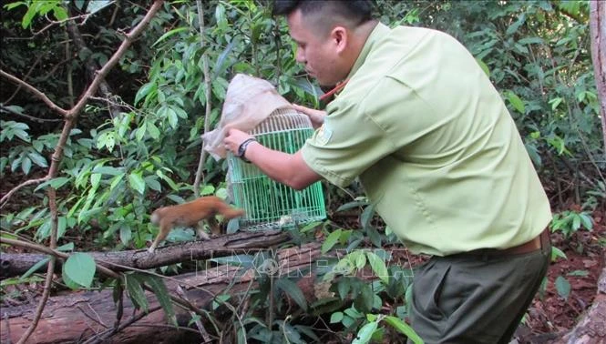 Lực lượng kiểm lâm thả cá thể culi nhỏ về rừng tự nhiên. Ảnh: TTXVN phát