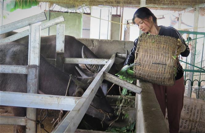 Chị Nùng Thị Phương tại bản Cang Mường, xã Mường Cang (Than Uyên, Lai Châu) nuôi 15 con trâu, 5 con bò và 3 con dê cho thu lãi từ 100 đến 200 triệu đồng/năm. Ảnh: Đinh Thùy - TTXVN 