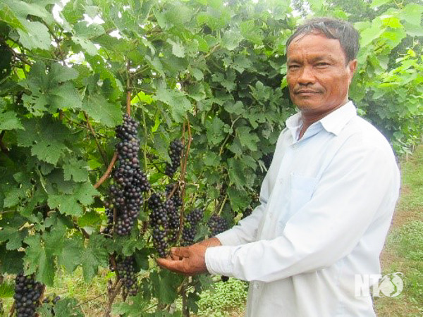Vườn nho rượu NH02-90 (Syrah) tại xã Phước Thuận, huyện Ninh Phước. Nguồn: baoninhthuan.com.vn 