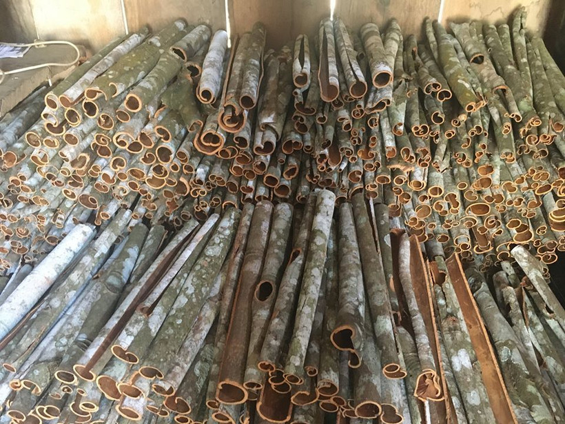 Nhờ chăm trông quế, nhiều người Dao ở Bắc Hà, Lào Cai có cuộc sống ổn định. Ảnh :vietnamnet.vn