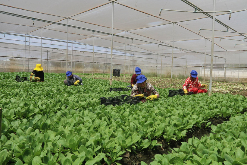 Chăm sóc rau màu ở xã Thạnh Phú, huyện Châu Thành. Ảnh: Minh Trí-TTXVN