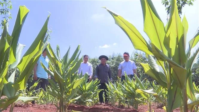"Lấy ngắn nuôi dài" - phương pháp giúp nông dân Bình Phước cải thiện thu nhập