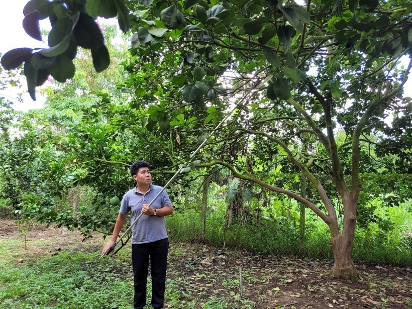 Anh Hồ Hoàng Kha (ấp Phước Bình, xã Sông Xoài) tỉa bớt trái non trên cây, để tập trung chăm sóc, nâng cao chất lượng cũng như mẫu mã trái bưởi. Ảnh: Hoàng Nhị - TTXVN 