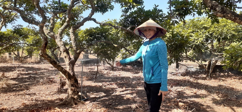 Vườn nhãn được lắp hệ thống tưới tiết kiệm nước của gia đình bà Nguyễn Thị Hòa, ấp Trang Hoàng, xã Bông Trang, huyện Xuyên Mộc, tỉnh Bà Rịa-Vũng Tàu. Ảnh: Hoàng Nhị - TTXVN 