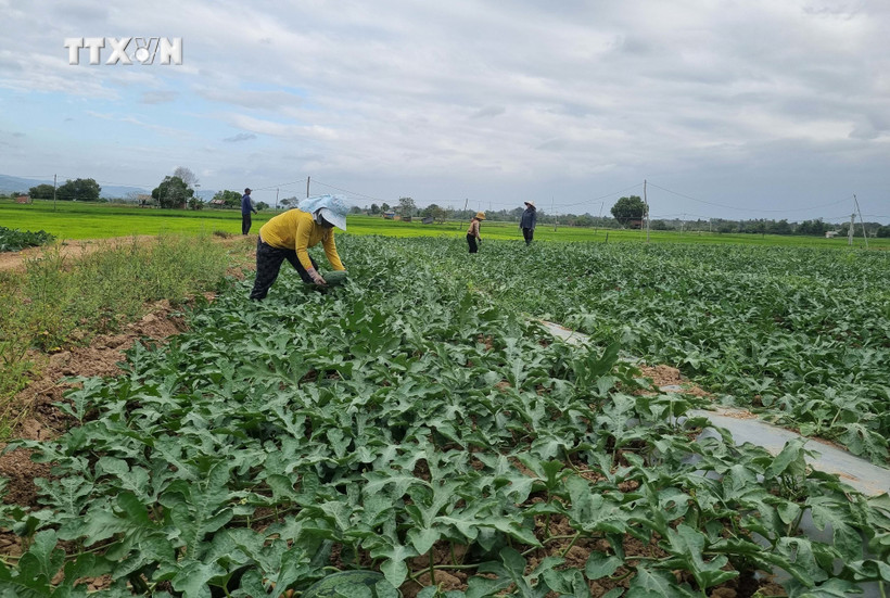 Gia Lai: Đón vụ mùa bội thu đầu năm mới
