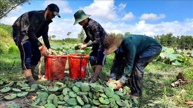Nông dân huyện Phong Điền thu hoạch sen. Ảnh: Tường Vi – TTXVN