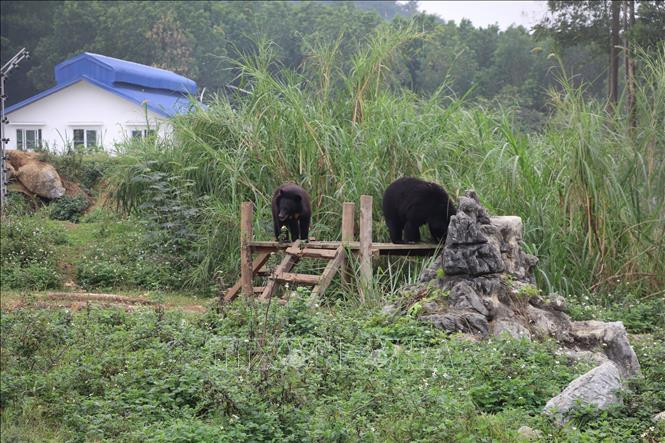 Các cá thể gấu sau khi được cứu hộ được sống ở môi trường bán hoang dã. Ảnh: Đức Phương - TTXVN
