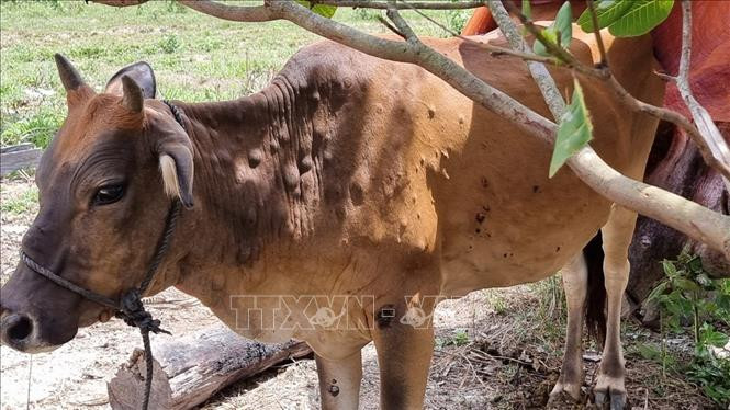 Bò bị nhiễm bệnh viêm da nổi cục tại huyện Kon Plông, tỉnh Kon Tum. Ảnh: TTXVN phát 