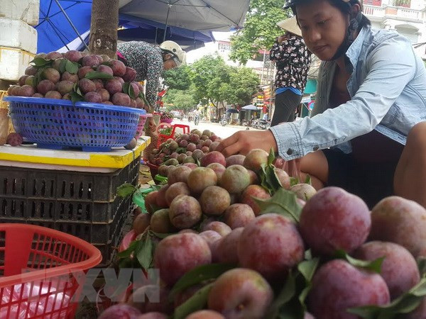 Sạp bán mận Tam Hoa. Ảnh: Hương Thu - TTXVN