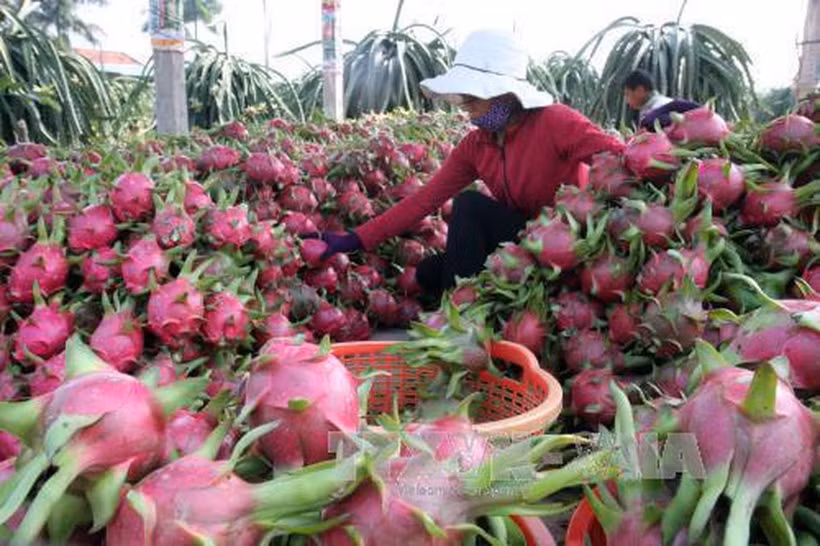 Thanh Long được sản xuất theo tiêu chuẩn VietGAP để xuất khẩu. Ảnh : TTXVN